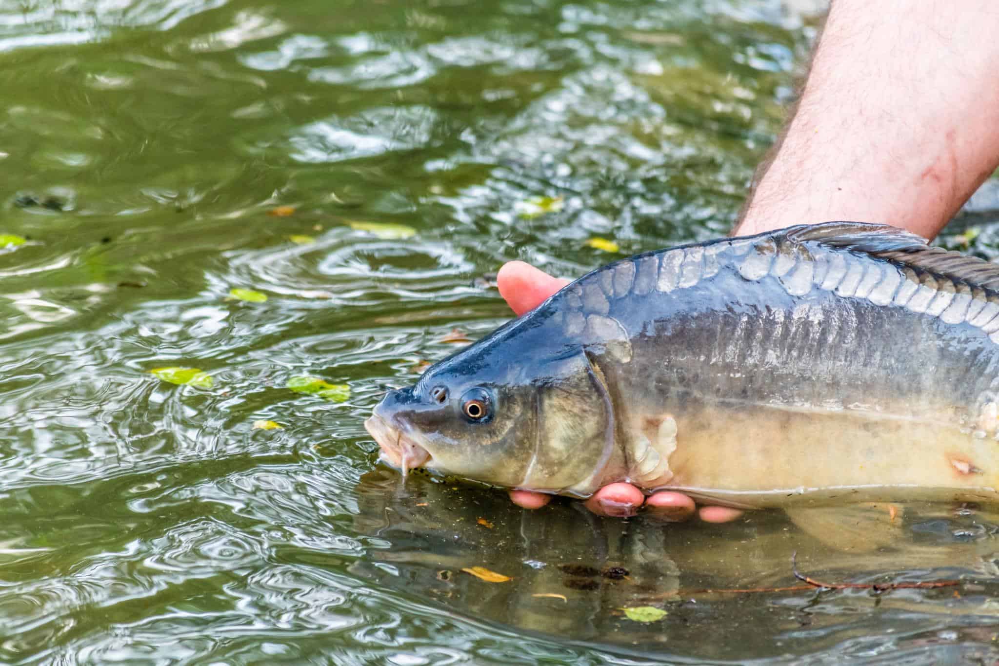 Sustainable fishing